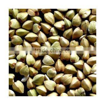 Green Buckwheat
