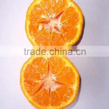 New harvest honey baby fresh mandarin orange for sale