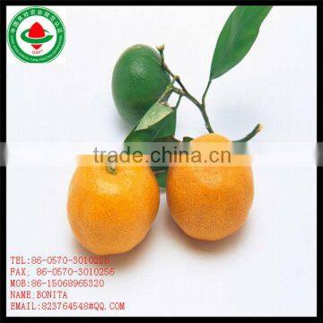 fresh orange producers