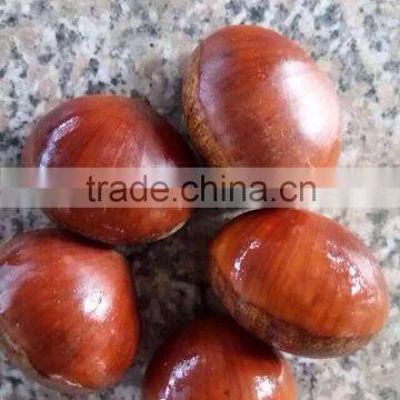 fresh price chestnut for wholesales