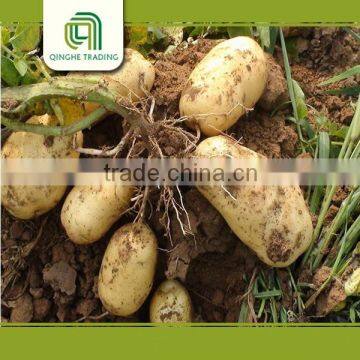 Good Brand Fresh Dutch Potato