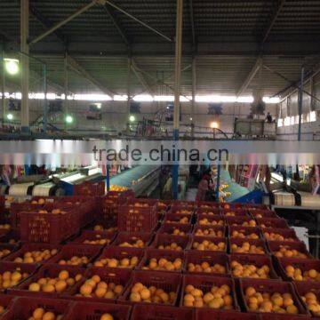 All Types of 100% Pure and Natural Valencia Plus Navel Orange From Egypt
