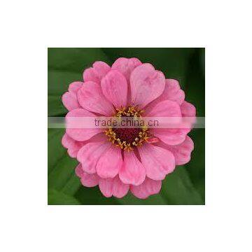 Zinnia x hybrida pink Mini Zinnia Pink