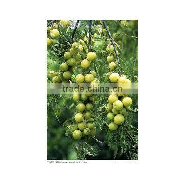 Phyllanthus emblica, Emblica officinalis (Amla Banares, Anola, Indian Gooseberry)