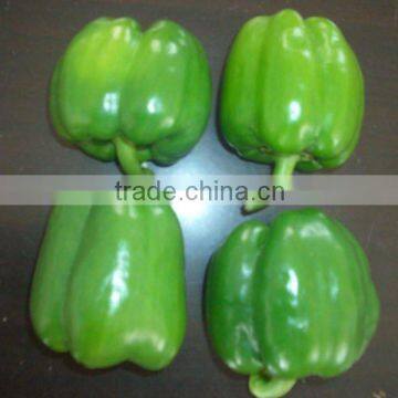 chinese fresh pepper(export standard)