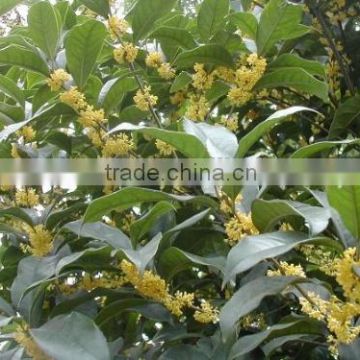 Hot Sale Yellow And Golden Sweet Osmanthus Fragrans Flower Tree Seeds For Growing