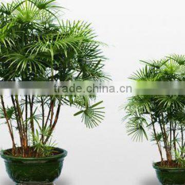 Natural Plant Rhapis Gracilis photo-3