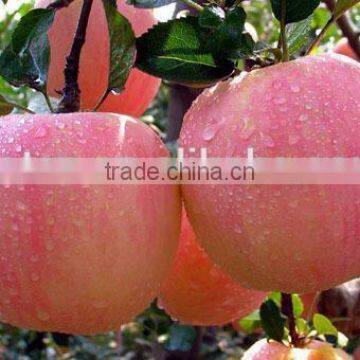 Natural Apple Peel Extract Procyanidin b2 photo-4