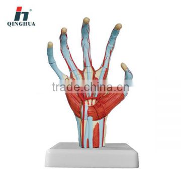 Model of human hand (mini size)