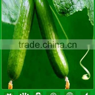 NCU161 Zican long cucumber seeds for agricultural