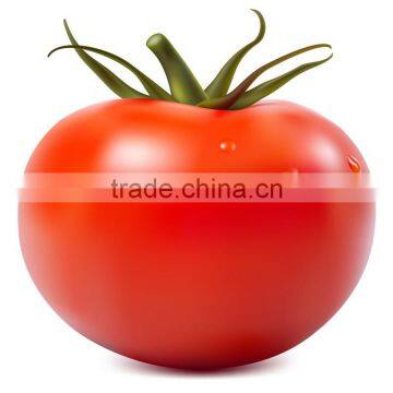 High-yielding xi hong shi zhong zi hybrid tomato seeds for sale