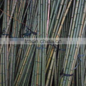 Long length of Bamboo pole