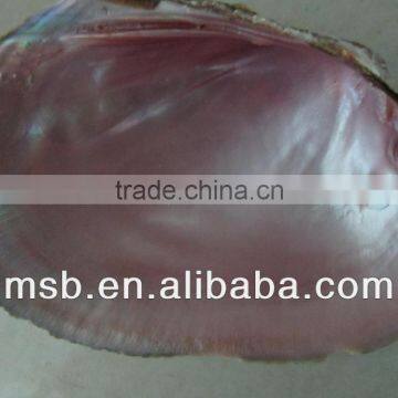Natural Raw Thick Chinese River Triangle Shell/raw Shells photo-5