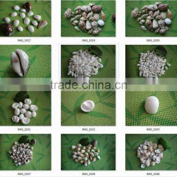 Sea Shell Conch Shell of Shell Animals