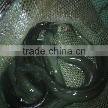 Live Eel (anguilla Rostrata) photo-3