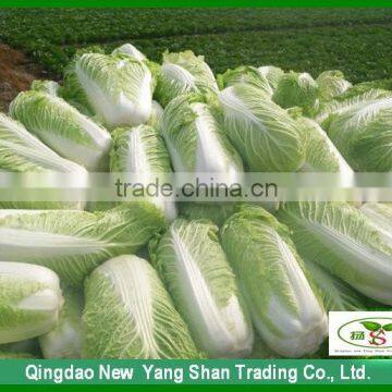 Crystal cabbage Chinese exporters