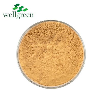 Dong Quai Root Extract Chinese Angelica Extrat Sinensis Dong Powder Ligustilide Powder