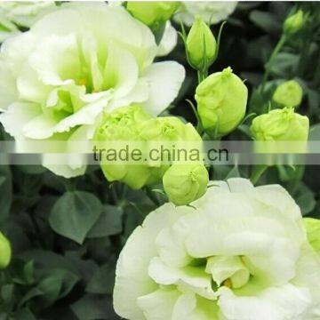 Cut Fresh hot sell fresh flower eustoma