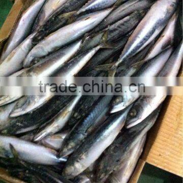 Most Favourable Frozen Pacific Mackerel Chilled Mackerels