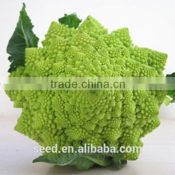 beautiful green cauliflower seeds SXCa No.5