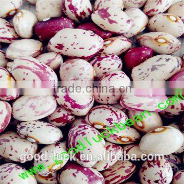 Round shape light speckled kidney bean