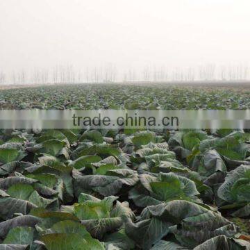 Fresh Green Cabbage / Chinese Cabbage New Corp Cabbage Hot Sale photo-2