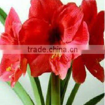 Amaryllis Hippeastrum, Amaryllis Bulbs