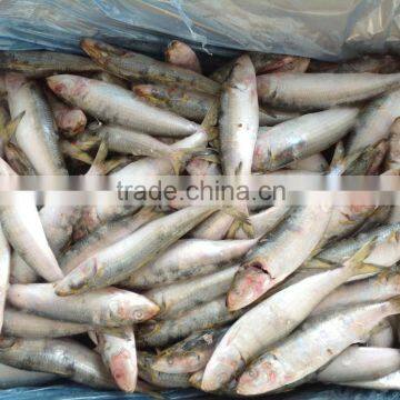 2016 Best quality newly caught w/r frozen sardine fish 20-30pcs/kg from China