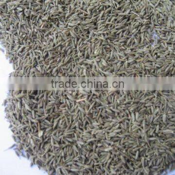 Cumin seed