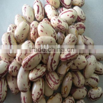 Crop 2010 light Speckled Kidney Beans