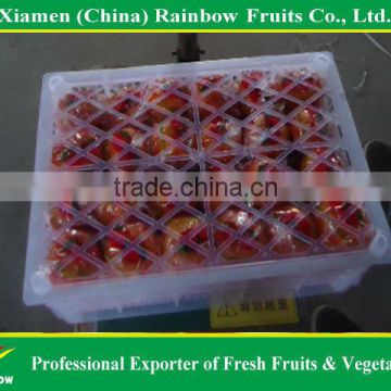 Fresh citrus mandarin orange lokam