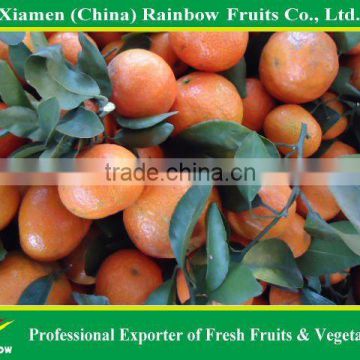 Shatang Mandarin