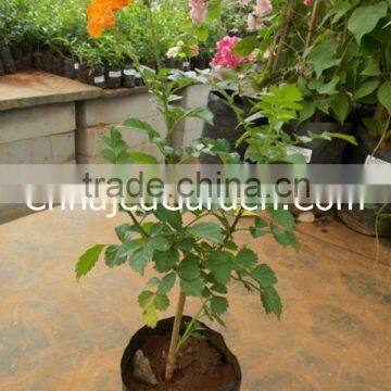 Terminalia Arjuna Plant ( Arjun, Arjuna, Sadado, Madi, vellamatta ) - See more at: http://chhajedgarden.com/Medicinal-Plants/Ter