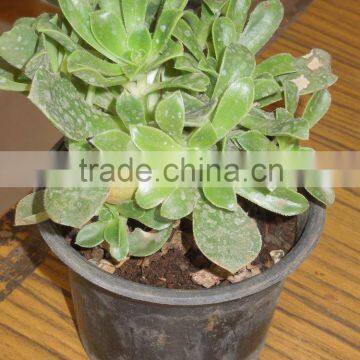 succulent plant 3