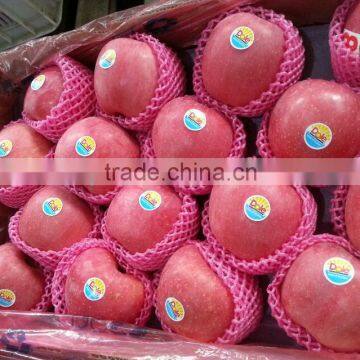 yantai fuji apple