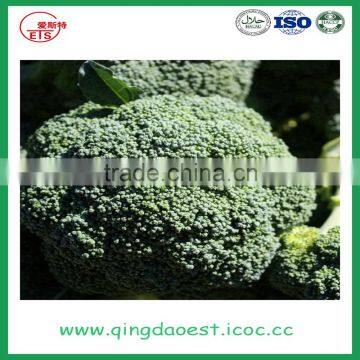 Hot Sale Fresh Broccoli for Sale 800-900g/pc photo-4