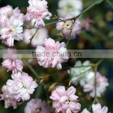 Gardening Seeds Gypsophila paniculata Babys breath Seeds For Cultivation