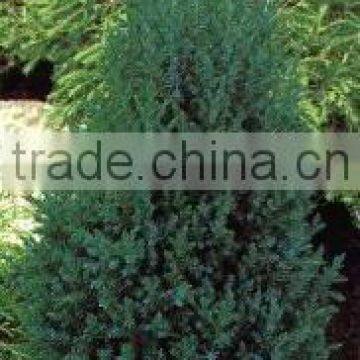 Juniperus C. Stricta plant