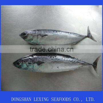 Frozen Sea Food Bonito Fish photo-2