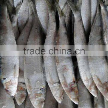 Best Price Frozen Sardine Bait photo-2