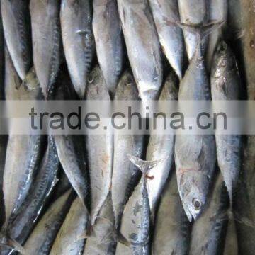 FROZEN BONITO FROM CHINA NEW ARRIVAL