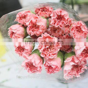 Big Muma Pink Carnation Flower High Grade Fresh Cut Flowers Wholesale From China Supplier photo-6