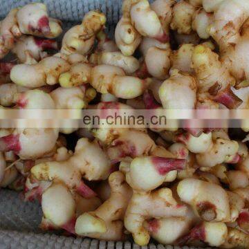 ZH-800S Zhaohui Automatic Ginger Peeler Beet Peeling Machine Potato Peeler Machine Price photo-7