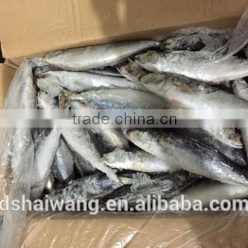 Frozen Round scad with size 55 - 70 pcs / 10kg