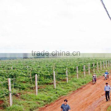 Passion Fruit Vietnam Specialties Fresh Passion Fruit Fresh Passion Fruits for Sale photo-2