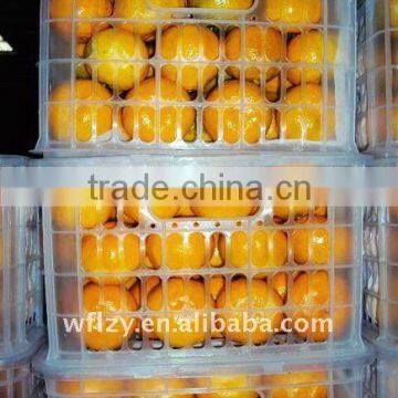 supply New crop Mandarin Orange