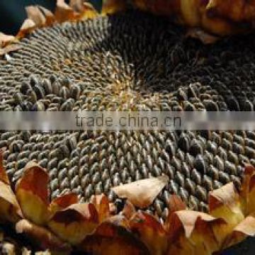 Online Shopping Birds for Sale, Sunflower Seeds