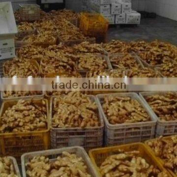 fresh ginger dry ginger