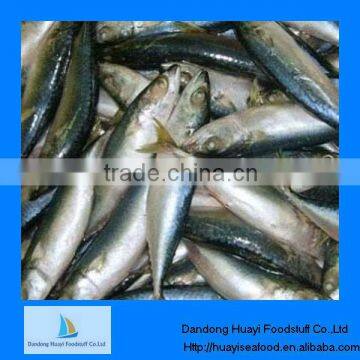 pacific mackerel scomber japonicus