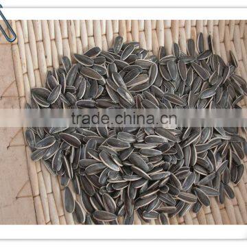 sunflower seeds 5009 wuyuan county inner mongolia long shape